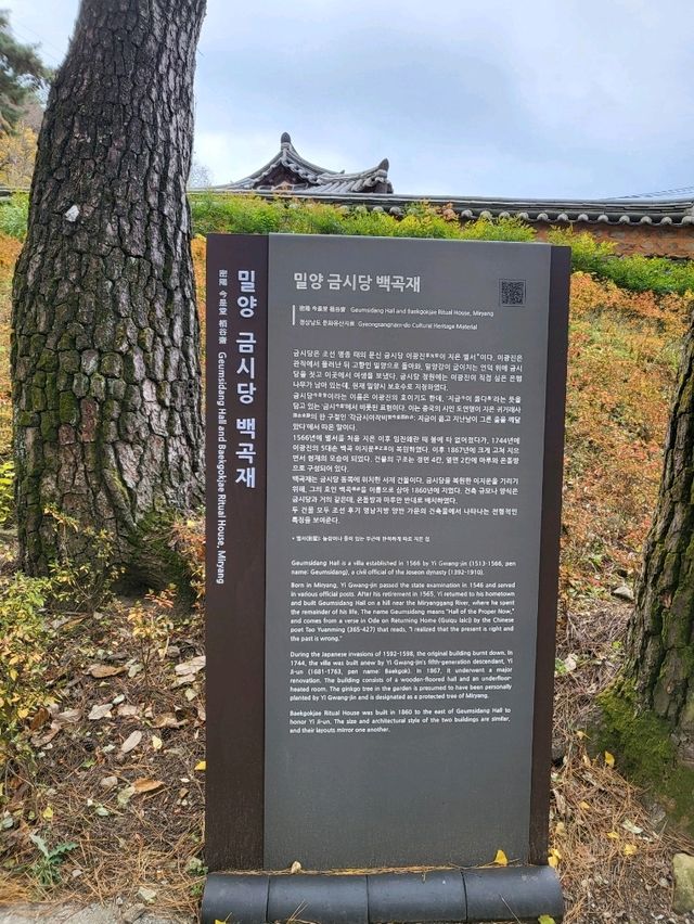 늦가을이 시작된 밀양 은행나무명소