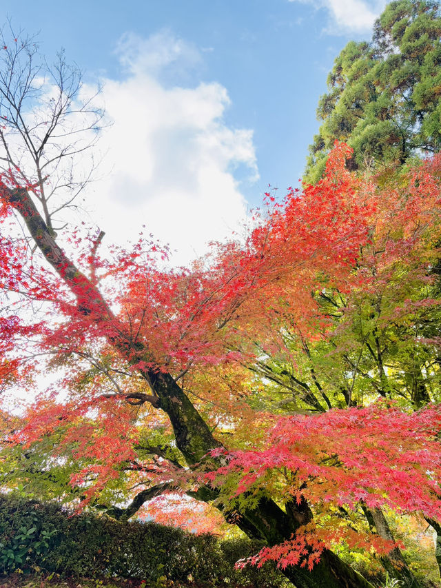虎溪山永保寺-日式庭園寺廟配搭絕美紅葉，讓人看得如痴如醉