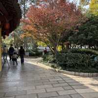 Autumn Beauty and Seagull Fun at Green Lake, Kunming