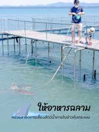 ให้อาหารฉลาม หน่วยสาธิตฯคุ้งกระเบน 🦈🦈