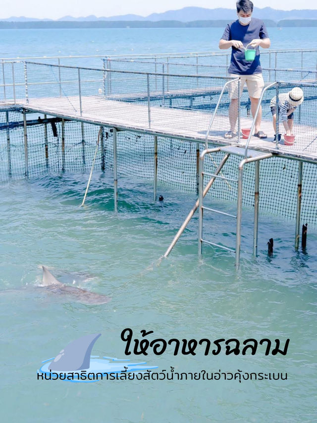 ให้อาหารฉลาม หน่วยสาธิตฯคุ้งกระเบน 🦈🦈