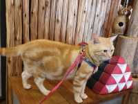 สองผัวเมีย / SongPhuaMia Cafe & Bar (Husband & Wif