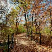 Hidden Gem: Prairie Creek Park's Huck Finn Trail