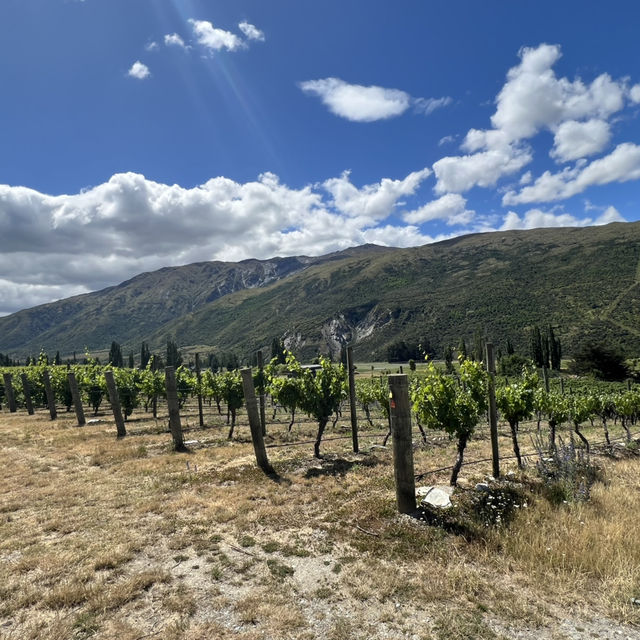 Wine Valley Tour and Excellent E-bikes! 
