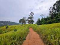 หอดูสัตว์หนองผักชี เที่ยวเขาใหญ่ นครราชสีมา