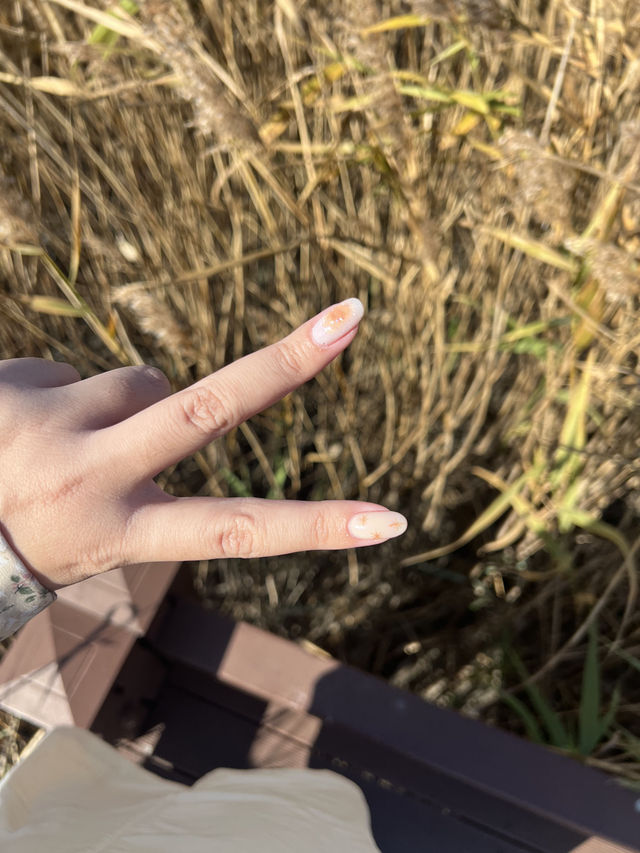 Suncheon Bay Reserve ชุนชอน