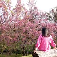 🌸 พญาเสือโคร่ง โครงการบ้านเล็กในป่าใหญ่