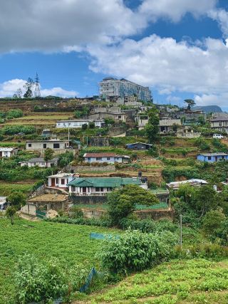 努沃勒埃利耶茶園健行