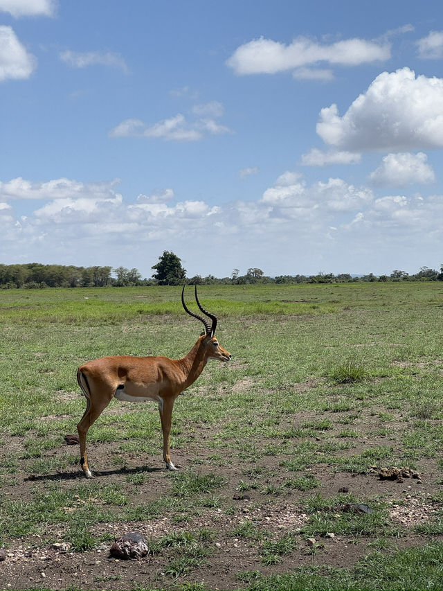 Safari trip at Amboseli National Park 🇰🇪