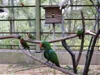 Feathers, Fun, and Nature: Discover the Magic of KL Bird Park