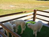 Stardoi Farm Khaoyai 