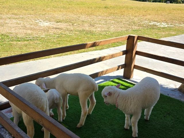 Stardoi Farm Khaoyai 