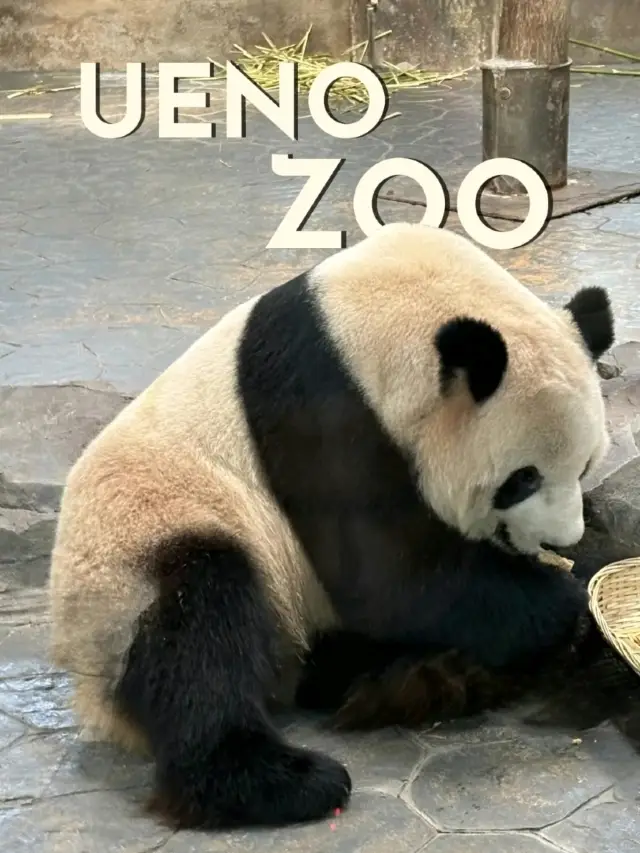 東京上野動物園