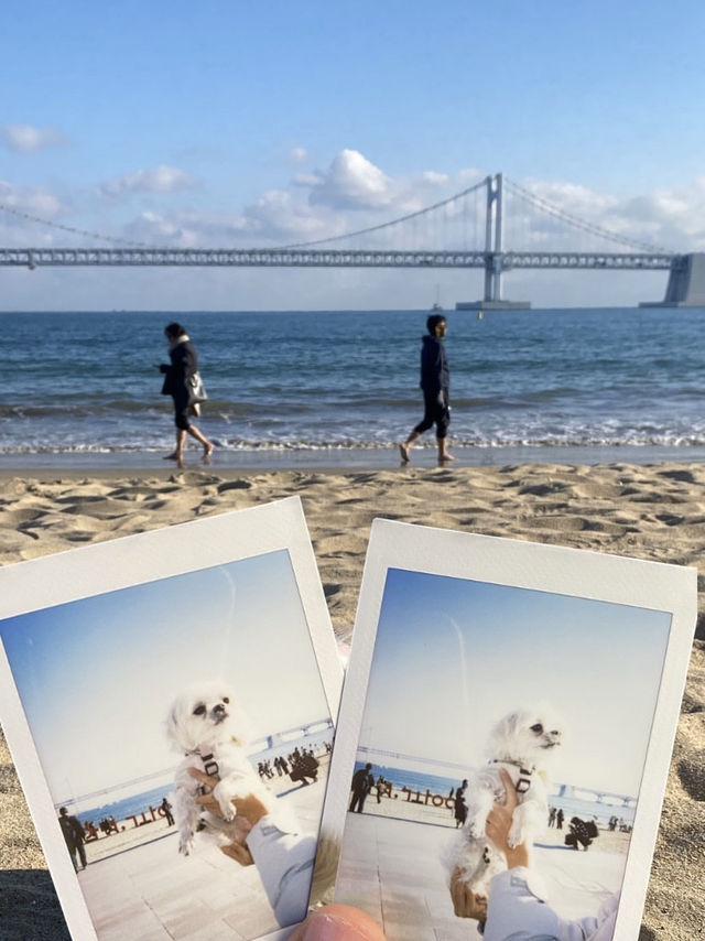 강아지와 함께하는 광안리 여행!🐕🌊
