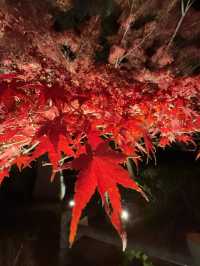 名古屋｜夢幻楓紅倒影的正確打開方式 東山植物園 