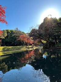 飯田橋「小石川後樂園」賞楓