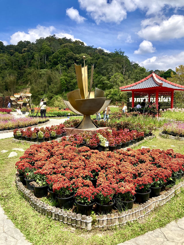 Hues of Winter at Betong Flower Garden