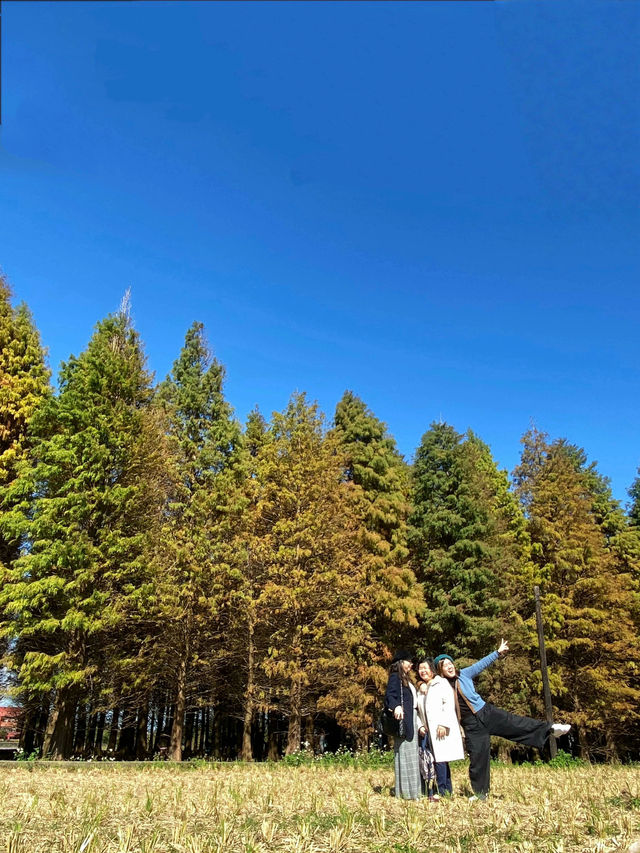 桃園落羽松｜秋冬限定的夢幻景點