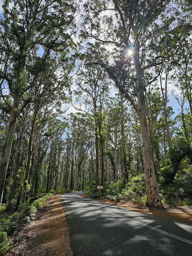 Boranup Forest Viewpoint