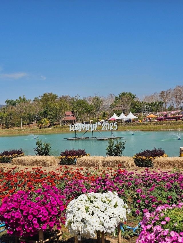 สวน เบญจมาศบานในม่านหมอก วังน้ำเขียว