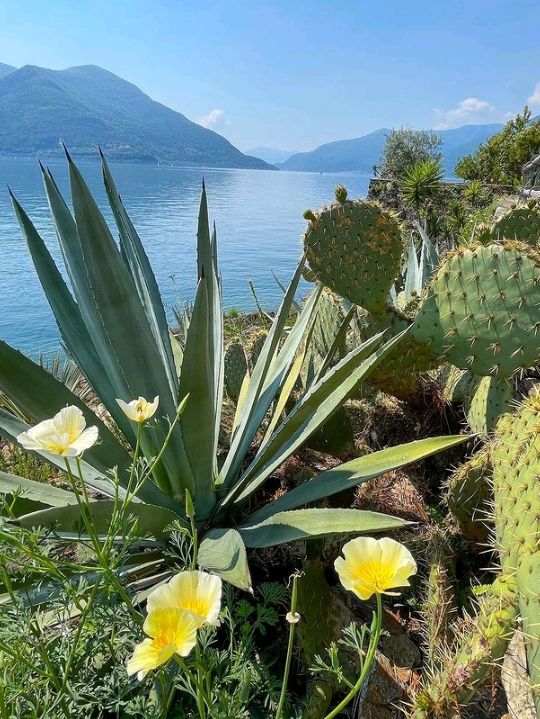Brissago Island