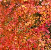 【大阪府】秋は万博公園へ紅葉狩り