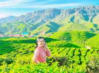 Cameron Valley Tea