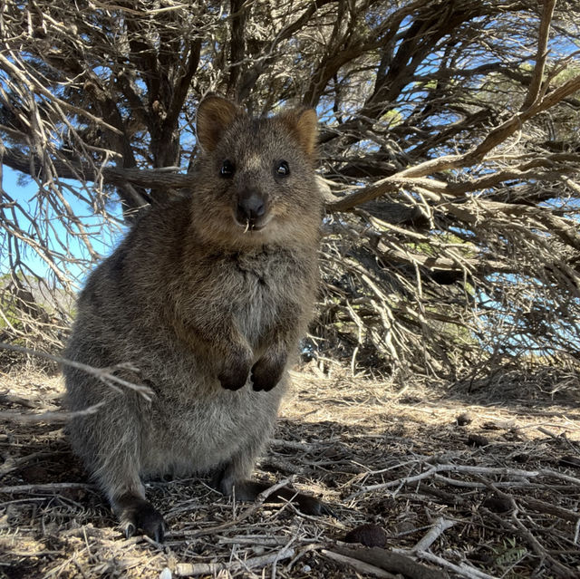 ロットネスアイランド🏝️🇦🇺