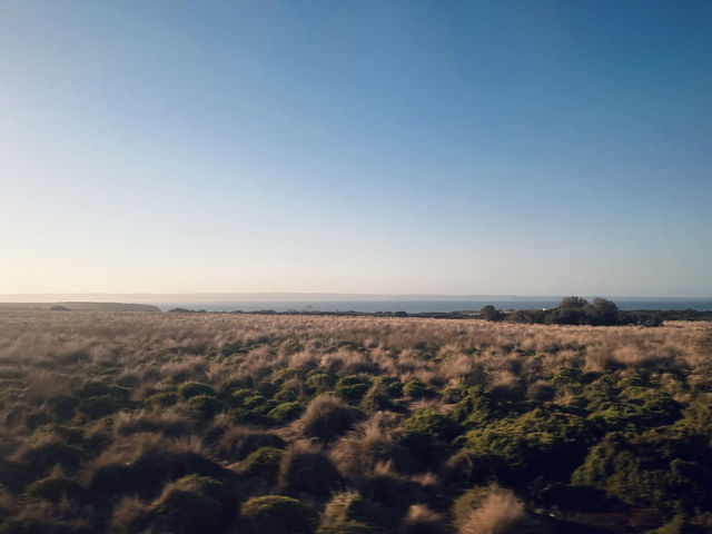 🇦🇺 又有海景又是企鵝的家！🐧