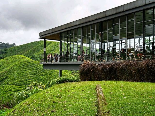 Cameron Highlands: A Cool Retreat Amidst Lush Greenery
