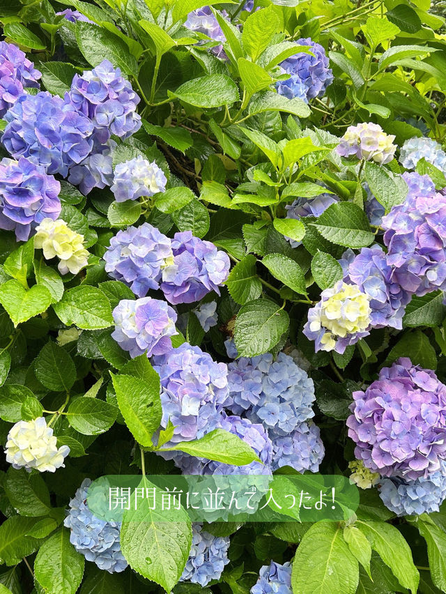 鎌倉紫陽花スポット3選