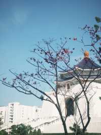 中正紀念堂🏛️櫻花🌸