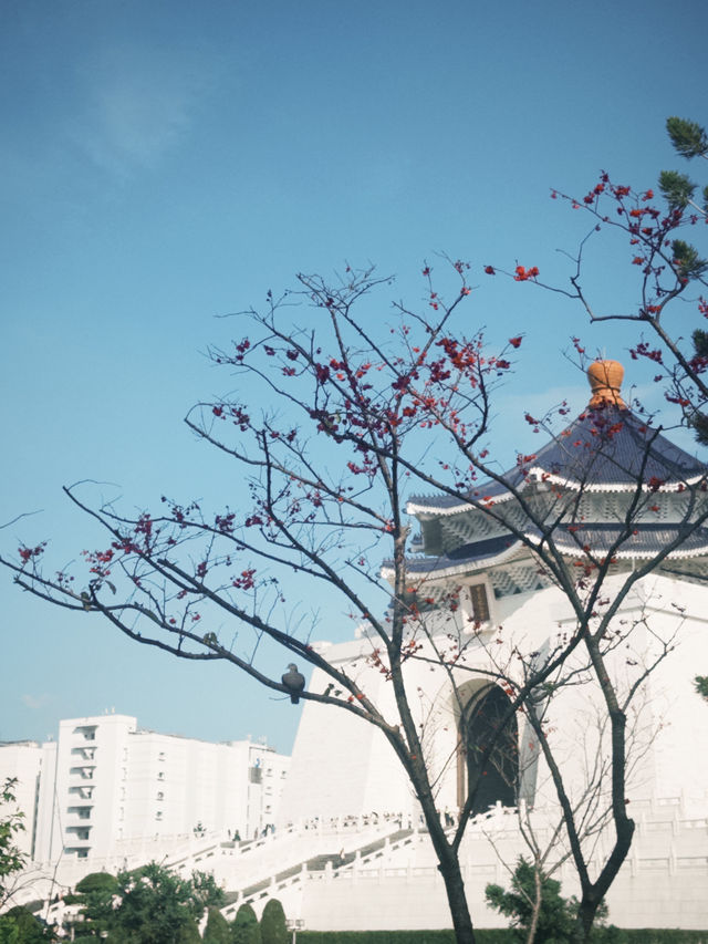 中正紀念堂🏛️櫻花🌸