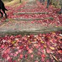 Dainohara Forest Park (台原森林公園)