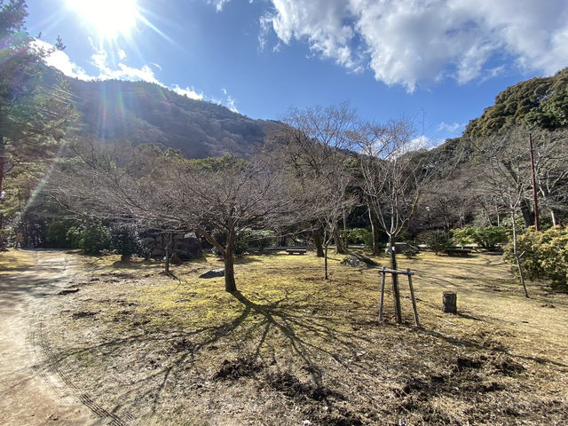 嵐山公園三月份嘅特別風情