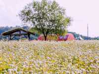 A Beautiful Experience at the Cheorwon Flower Festival