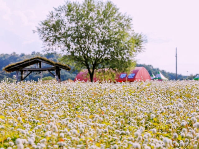 A Beautiful Experience at the Cheorwon Flower Festival