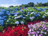 萬里高家繡球花田