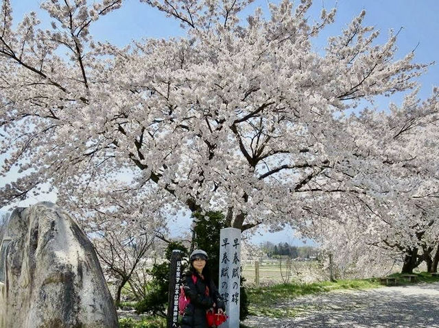 日本阿爾卑斯山麓單車之旅～大王山葵農場