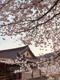 A Scenic Cherry Blossom Drive 🚗🌸 