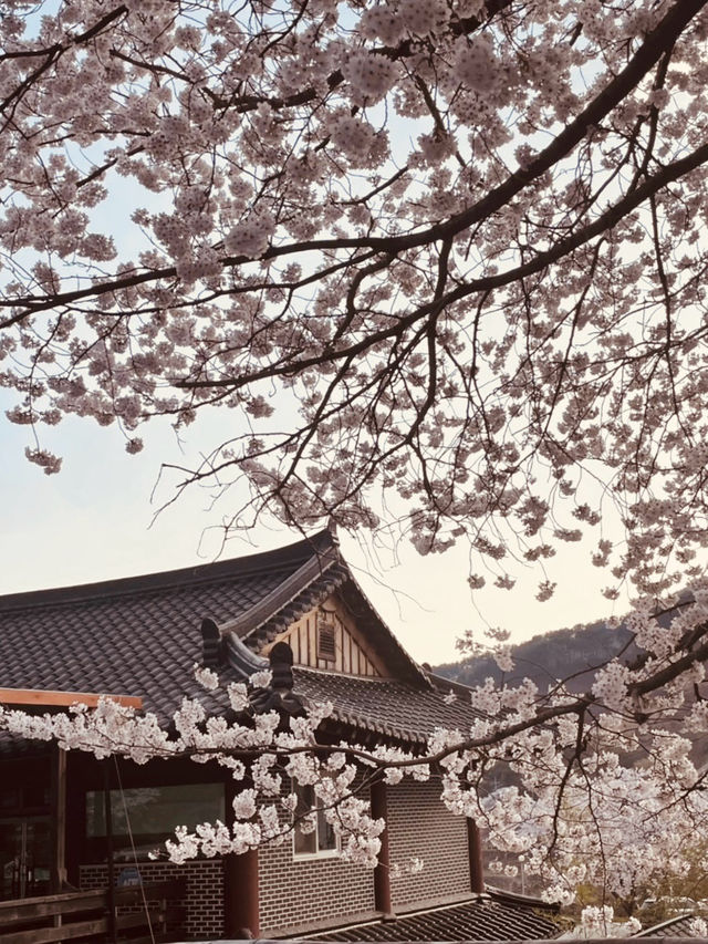 A Scenic Cherry Blossom Drive 🚗🌸 