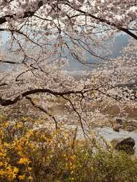 Spring Festivals and Cherry Blossom Delights 🎉🌸