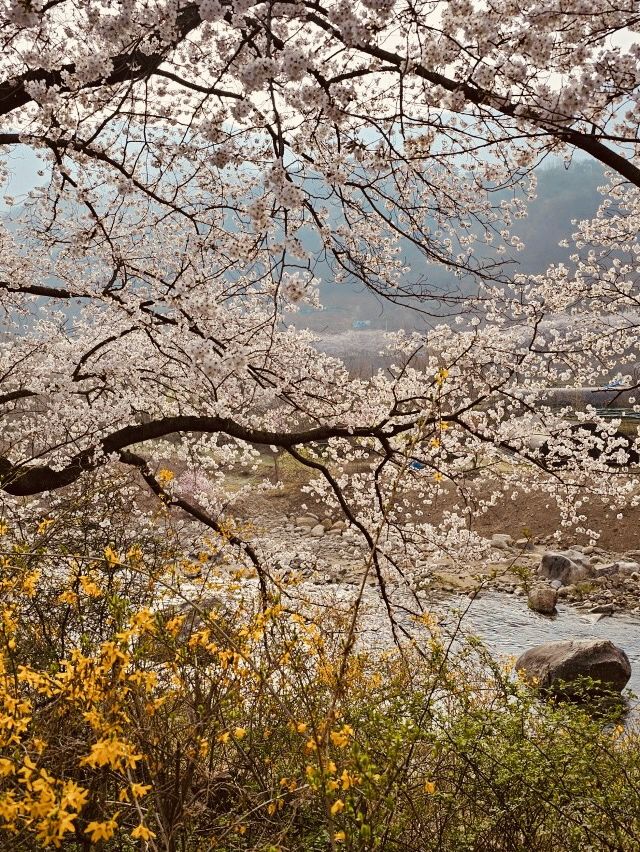 Spring Festivals and Cherry Blossom Delights 🎉🌸