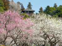 Chasing Sakura at Kairakuen Garden 🌸