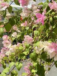 Spring Blooms at Cộng Coffee🩷🌸