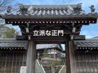 知多の旅　美しい木蓮が見ごろの醒悟院