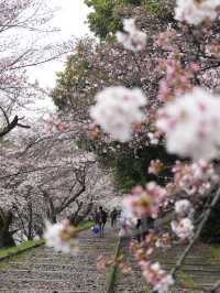 【京都×春旅】桜の季節 映える人気スポット
