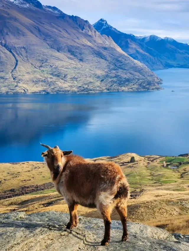 Unforgettable Views and Wildlife at Deer Park Heights🦌✨️