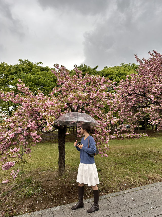 자주빛 겹벚꽃의 성지 미사경정공원🌸
