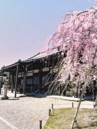 Spring Day Trip to Byodo-in Temple (Uji City)